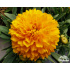 Coreopsis ‘Solanna Golden Sphere’