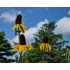 Rudbeckia maxima