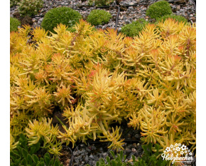 Sedum reflexum ‘Angelina’
