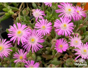 Delosperma sp. Beaufort West