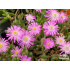 Delosperma sp. Beaufort West