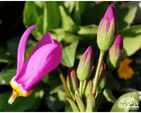 Dodecatheon meadia ‘Queen Victoria’