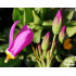 Dodecatheon meadia ‘Queen Victoria’