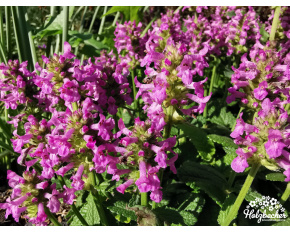 Stachys officinalis ‘Ukkie’