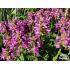 Stachys officinalis ‘Ukkie’