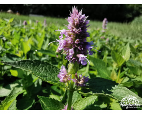 Agastache ‘Blue Fortune’
