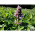Agastache ‘Blue Fortune’
