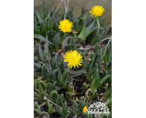Bergeranthus jamesii
