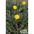 Bergeranthus jamesii