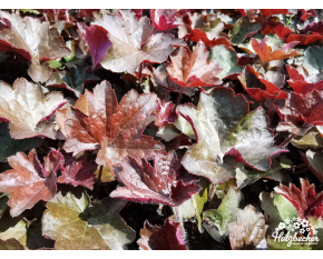 Heuchera villosa ‘Palace Purple’
