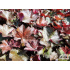 Heuchera villosa ‘Palace Purple’