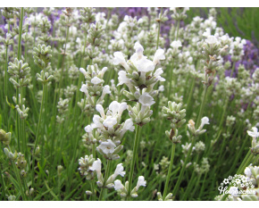 Lavandula x intermedia ‘Edelweiss’