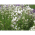 Lavandula x intermedia ‘Edelweiss’