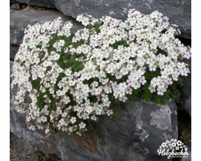 Androsace barbulata