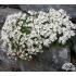 Androsace barbulata