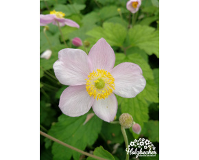 Anemone tomentosa ‘Robustissima’