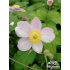 Anemone tomentosa ‘Robustissima’