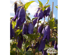 Campanula punctata ‘Sarastro’