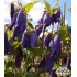 Campanula punctata ‘Sarastro’