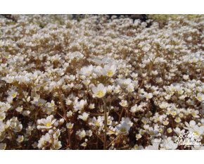 Saxifraga paniculata ‘Whitehill’