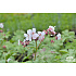 Geranium macrorrhizum ‘Spessart’