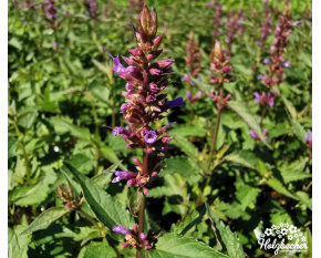 Agastache ‘Purple Haze’