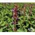 Agastache ‘Purple Haze’