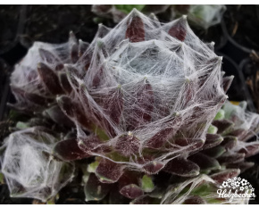 Sempervivum arachn. ssp. arachnoideum