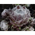 Sempervivum arachn. ssp. arachnoideum