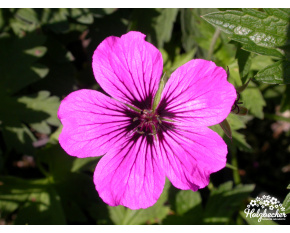 Geranium ‘Patricia’