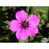 Geranium ‘Patricia’