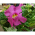Incarvillea delavayi