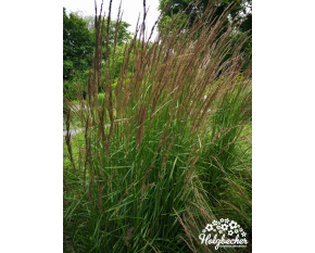 Calamagrostis x acutiflora ‘Karl Foerster’ P9x9