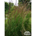 Calamagrostis x acutiflora ‘Karl Foerster’ P9x9