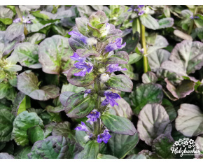 Ajuga reptans ‘Catlin's Giant’