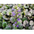 Ajuga reptans ‘Catlin's Giant’