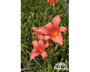 Hemerocallis ‘Luxury Lace’