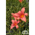 Hemerocallis ‘Luxury Lace’