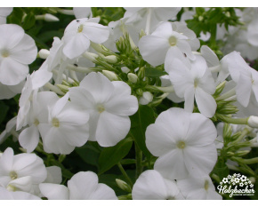 Phlox paniculata ‘Hochgesang’