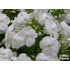Phlox paniculata ‘Hochgesang’