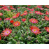 Delosperma ‘Eyes of Medusa’