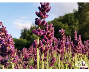 Lavandula angustifolia ‘Aromatico Blue’