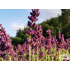 Lavandula angustifolia ‘Aromatico Blue’