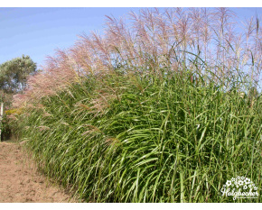 Miscanthus sinensis ‘Silberfeder’