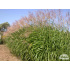 Miscanthus sinensis ‘Silberfeder’