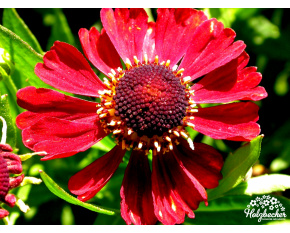 Helenium ‘Rubinzwerg’