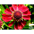 Helenium ‘Rubinzwerg’