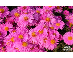 Aster dumosus ‘Rosemarie Sallmann’