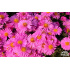 Aster dumosus ‘Rosemarie Sallmann’