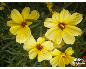 Coreopsis ‘Buttermilk’